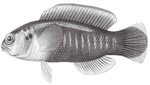 Pseudochromis cyanotaenia (藍帶擬雀鯛)縮圖