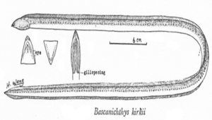 Bascanichthys kirkii (克氏褐蛇鰻)縮圖