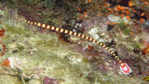 Dunckerocampus dactyliophorus (帶紋斑節海龍)縮圖