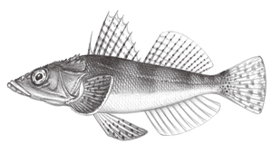 Sorsogona tuberculata (突粒眶棘牛尾魚)縮圖