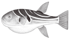Takifugu xanthopterus (黃鰭多紀魨)-資源代表圖