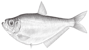 Ilisha melastoma (黑口鰳)縮圖