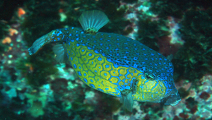 Ostracion immaculatus (無斑箱魨)縮圖