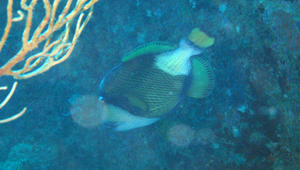 Pseudobalistes flavimarginatus (黃緣副鱗魨)縮圖