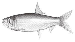 Dussumieria elopsoides (黃帶圓腹鯡)縮圖