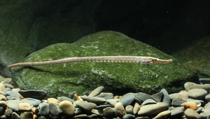 Hippichthys spicifer (帶紋多環海龍)縮圖