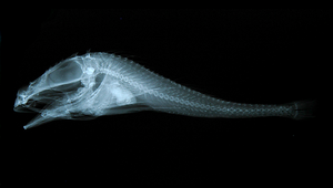 Ereunias grallator (神奈川旋杜父魚)縮圖