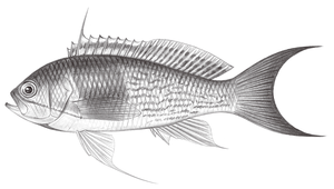 Pseudanthias elongatus (長擬花鱸)縮圖