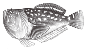 Ichthyscopus lebeck (披肩鰧)-資源代表圖