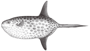 Masturus lanceolatus (矛尾翻車魨)縮圖