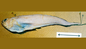 Pyramodon lindas (琳達錐齒隱魚)縮圖