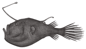 Ceratias holboelli (霍氏角鮟鱇)縮圖