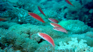 Cirrhilabrus exquisitus (豔麗絲鰭鸚鯛)