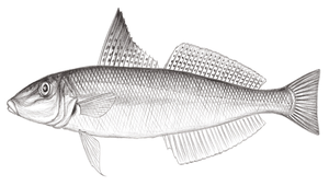 Sillago parvisquamis (小鱗沙鮻)-資源代表圖