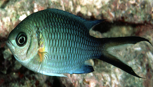 Chromis xanthochira (黃腋光鰓雀鯛)縮圖