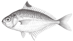 Eubleekeria splendens (黑邊布氏鰏)縮圖