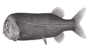 Rouleina watasei (渡瀨魯氏魚)縮圖