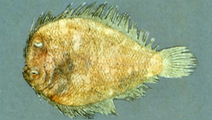 Engyprosopon maldivensis (馬爾地夫短額鮃)-資源代表圖