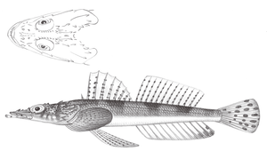 Inegocia japonica (日本眼眶牛尾魚)縮圖