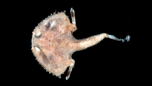 Halicmetus niger (黑牙棘茄魚)-資源代表圖