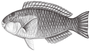 Chlorurus bowersi (鮑氏綠鸚哥魚)