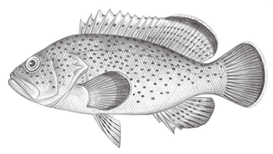 Epinephelus bontoides (點列石斑魚)縮圖