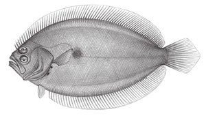 Pseudorhombus oligodon (少牙斑鮃)縮圖