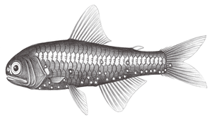 Diaphus garmani (喀氏眶燈魚)縮圖