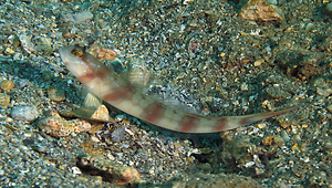 Amblyeleotris japonica (日本鈍塘鱧)縮圖