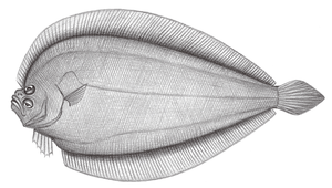 Neolaeops microphthalmus (小眼新左鮃)縮圖