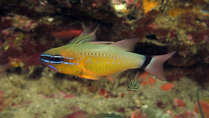Ostorhinchus aureus (環尾鸚天竺鯛)縮圖