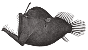 Melanocetus murrayi (短柄黑鮟鱇)縮圖