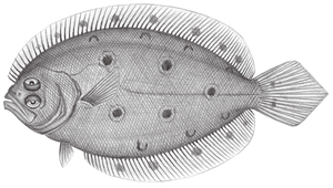 Pseudorhombus pentophthalmus (五眼斑鮃)縮圖