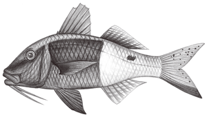 Parupeneus barberinoides (鬚海緋鯉)縮圖