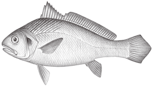 Nibea semifasciata (半斑黃姑魚)縮圖