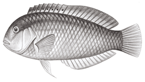 Novaculops woodi (伍氏軟棘唇魚)