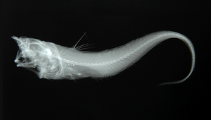 Mataeocephalus cristatus (冠愚首鱈)縮圖