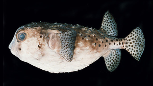 Chilomycterus reticulatus (網紋短刺魨)-資源代表圖