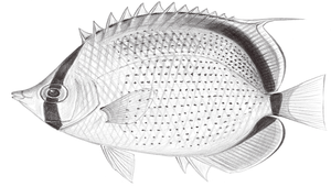 Chaetodon semeion (點綴蝴蝶魚)縮圖