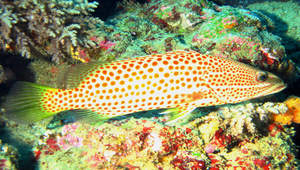 Anyperodon leucogrammicus (白線光腭鱸)縮圖