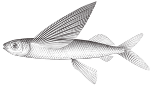 Cypselurus oligolepis (寡鱗斑鰭飛魚)縮圖