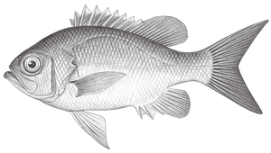 Giganthias immaculatus (巨棘花鱸)縮圖