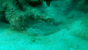 Fusigobius neophytus (短棘紡錘鰕虎)縮圖