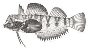 Helcogramma fuscipectoris (四紋三鰭鳚)縮圖