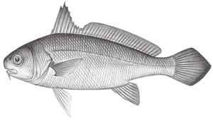 Johnius amblycephalus (鈍頭叫姑魚)縮圖
