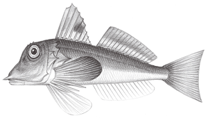 Lepidotrigla kishinouyi (岸上氏鱗角魚)縮圖