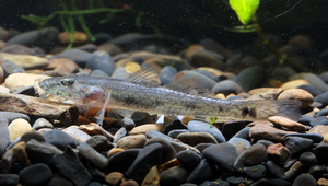 Glossogobius giuris (叉舌鰕虎)-資源代表圖