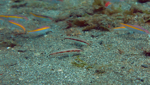 Upeneus tragula (黑斑緋鯉)