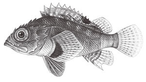 Scorpaenodes varipinnis (花翅小鮋)縮圖