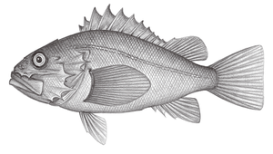 Setarches longimanus (長臂囊頭鮋)-資源代表圖